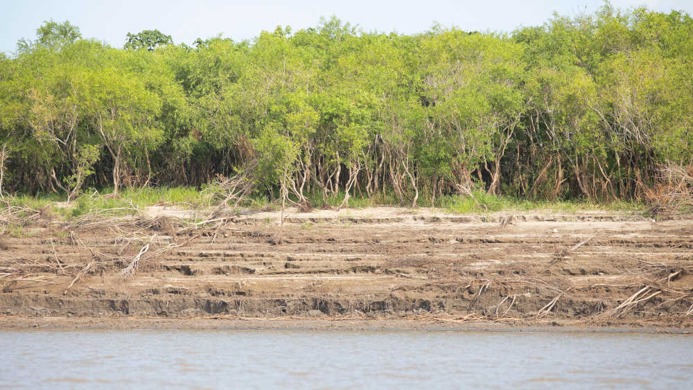 Uferlandschaft am Rio Amazonas bei niedrigem Wasserstand