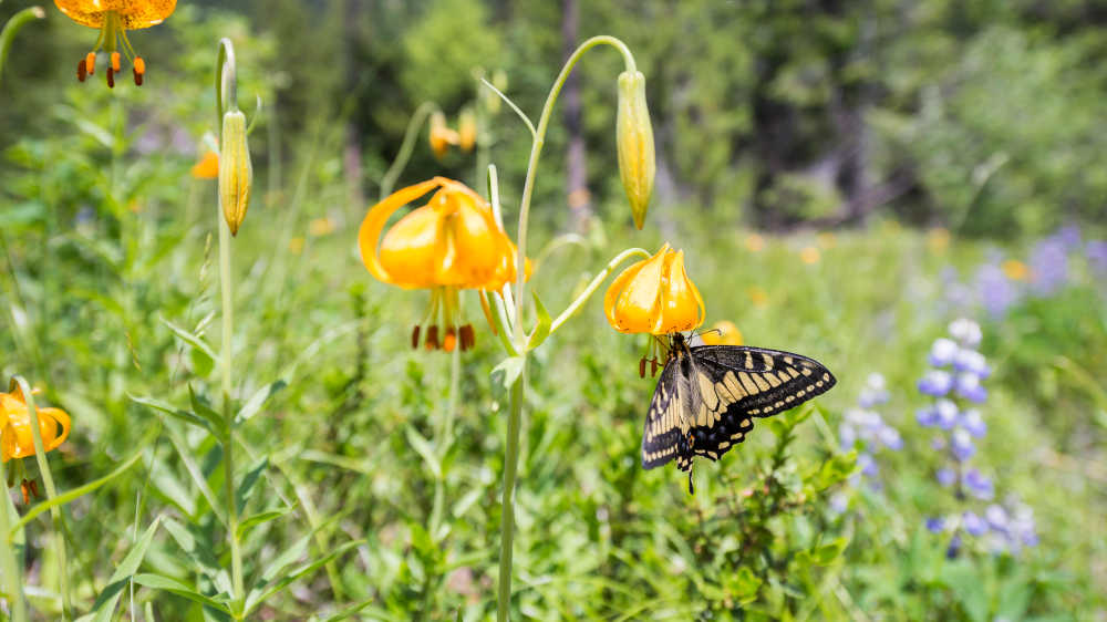 Wissenschaftler sehen die Verantwortung für das Artensterben beim Menschen