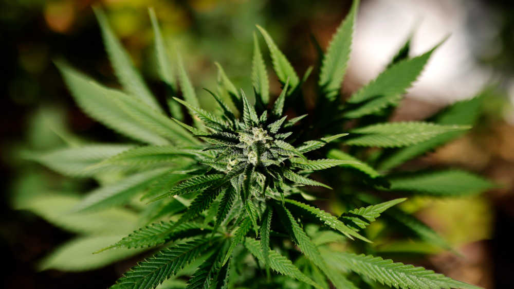 Die Verhandlungen über das Cannabis-Gesetz sind abgeschlossen (Symbolbild)