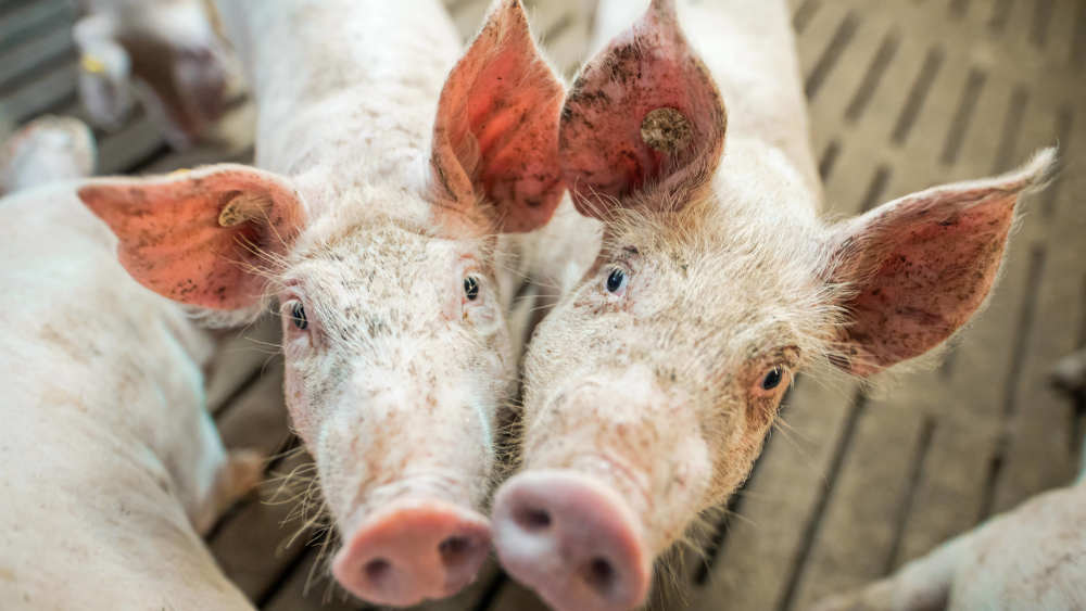 Image - Fleischproduktion in Deutschland erneut gesunken