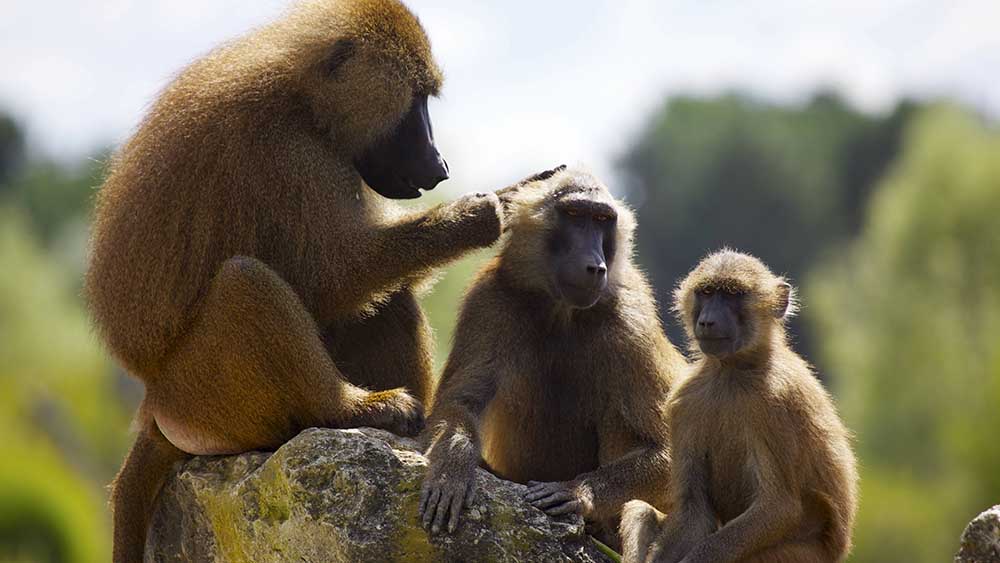 Image - Experte: Debatte um Pavian-Tötung in Nürnberg zeigt Doppelmoral