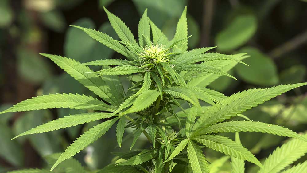 Image - Rabbiner: Cannabis als Medizin für Juden erlaubt