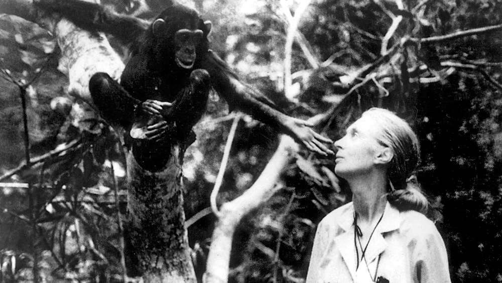Verhaltensforscherin Jane Goodall mit einem Schimpansen (Foto um 1975)