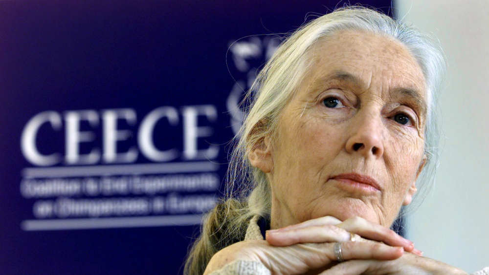 Image - Freundin der Schimpansen: Jane Goodall wird 90 Jahre alt