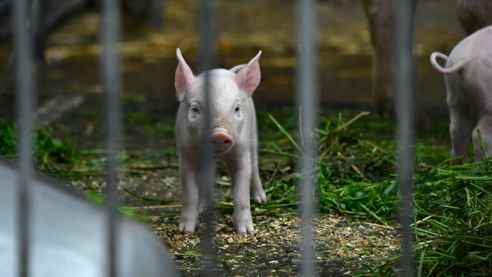 Ferkel im biologisch-dynamisch geführten Bauernhof