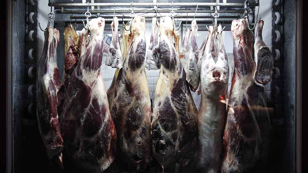 Image - Gericht stärkt Tierschutz: Schächten bleibt verboten