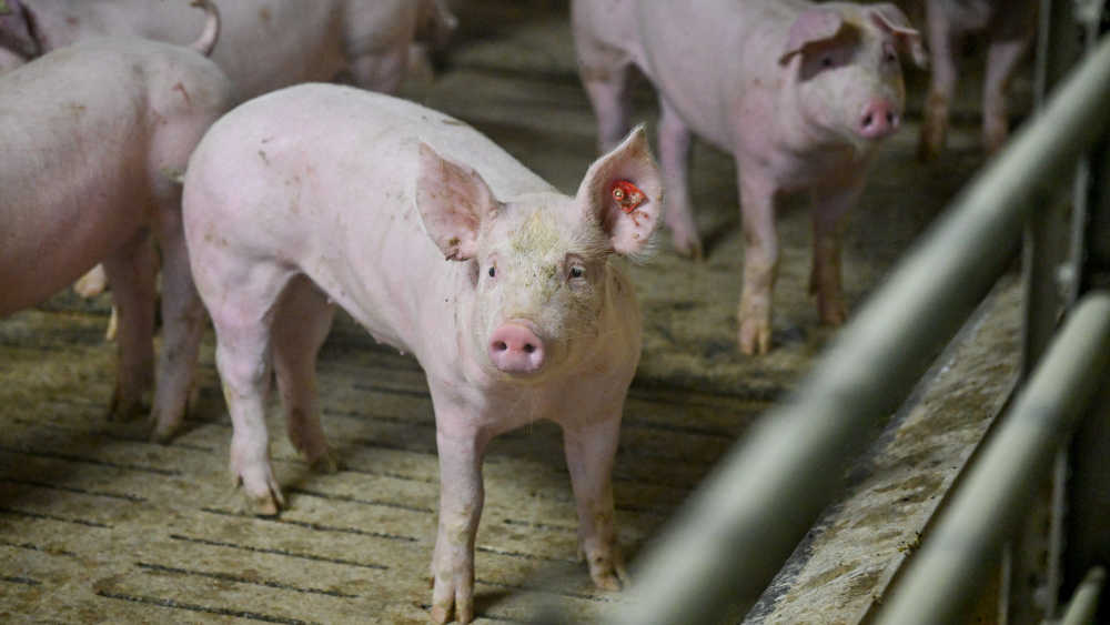  Nutztiere werden laut einer Studie der Universität Osnabrück in deutschen Biologie-Schulbüchern systematisch diskriminiert