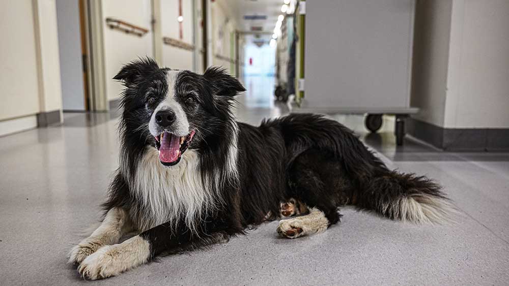 Auf Krankenstationen spenden Therapiehunde Trost (Symbolbild)