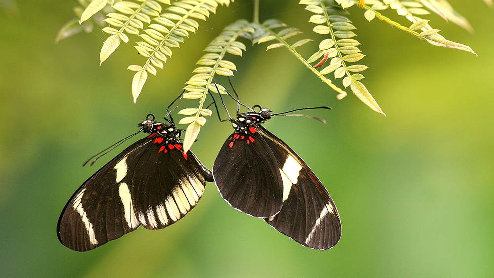 Dass Gemeinschaft schützt und stärkt, wissen sogar Insekten: Heliconius-Schmetterlinge etwa verbringen viel Zeit in kleinen Gruppen