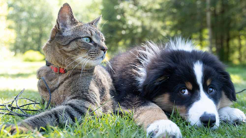 Katzen, Hunde und andere Haustiere können wunderbare Gefährten sein, brauchen aber auch einen artgerechte Umgang