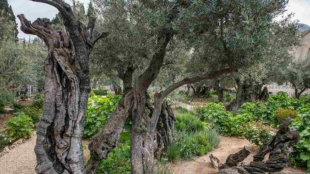Olivenbäume statt des Bildes zum Weltgebetstag. Es gab eine Empfehlung, das ursprüngliche Plakat nicht zu benutzen