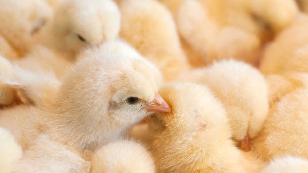 Es gibt immer weniger Legehennen-Brütereien in Deutschland