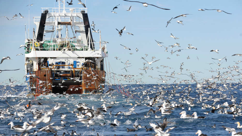 Die Überfischung belastet das ökologische Gleichgewicht in der Nord- und Ostsee