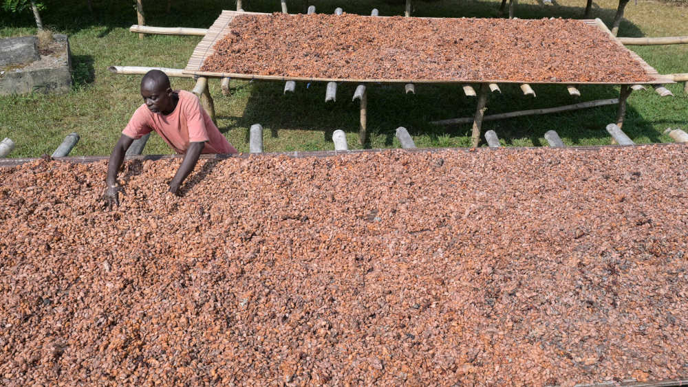Kakao-Ernte Ghana: Die Bohnen trocknen nach Fermentierung in der Sonne 
