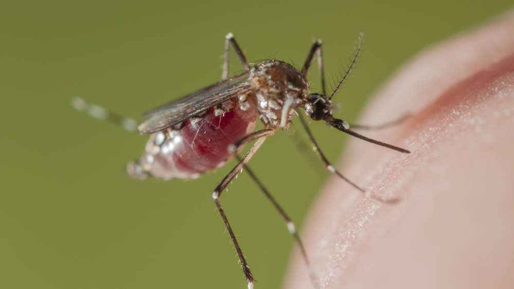 Typisch bei einer Dengue-Infektion sind Fieber, Ausschlag sowie Kopf- und Gliederschmerzen