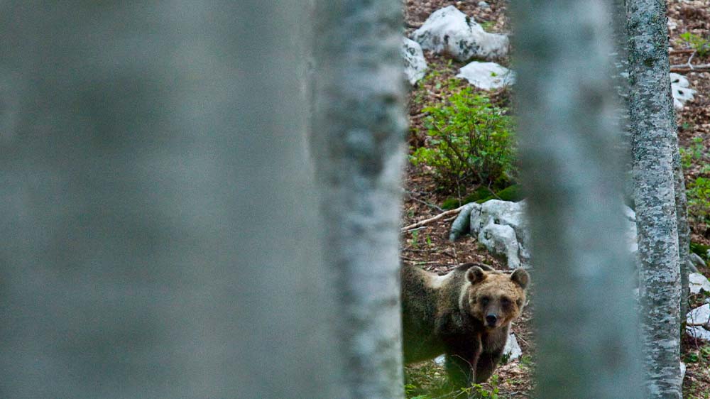 Image - Sky und ARD zeigen Doku “Gefährlich nah – Wenn Bären töten”