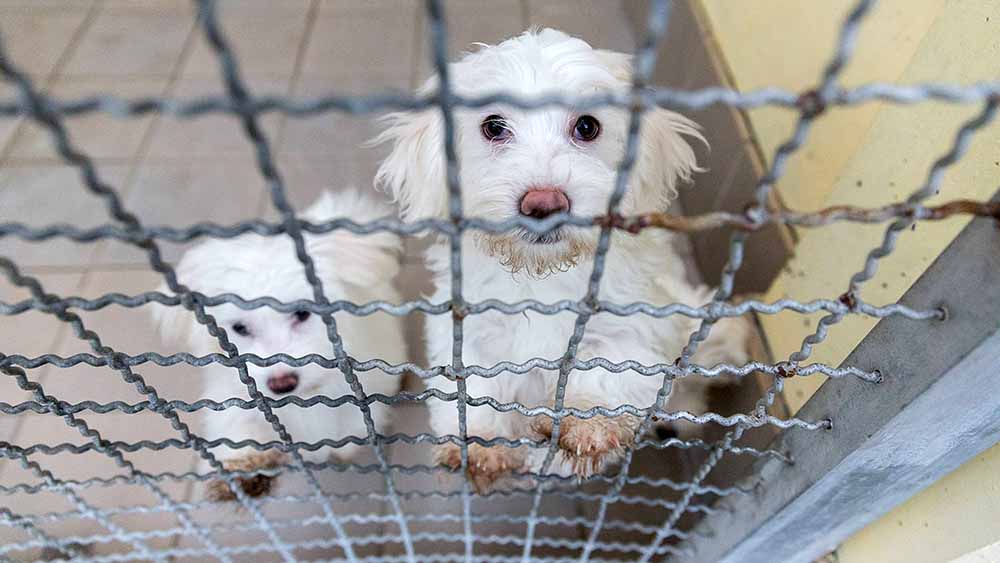 Image - Tierschutzbund: Keine Tiere zu Weihnachten verschenken