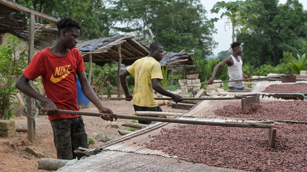 Höhere Einkommen sollen Kinderarbeit beim Kakaoanbau in Ghana und der Elfenbeinküste verhindern