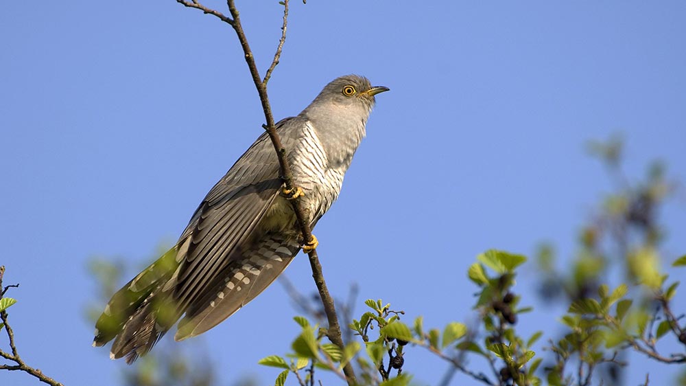 Im Auwald fühlt sich der Kuckuck heimisch