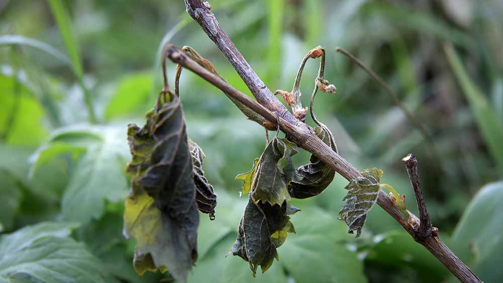 Image - Frost: Weinbauern in Deutschland fürchten Ernteausfall