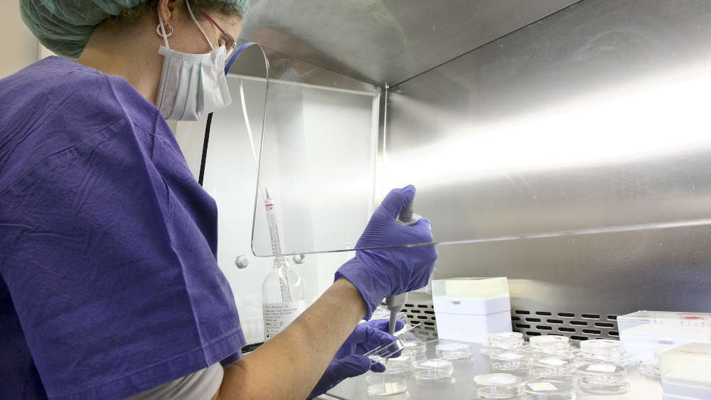 Image - Kommission plädiert für Legalisierung von Eizellspenden