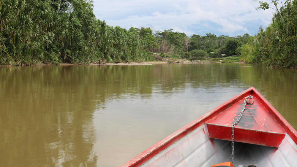 Image - Illegale Wald-Zerstörung in Brasilien verlangsamt
