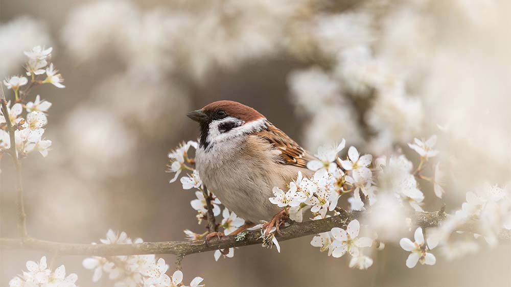 Image - Haussperling der meistgezählte Vogel in Deutschland