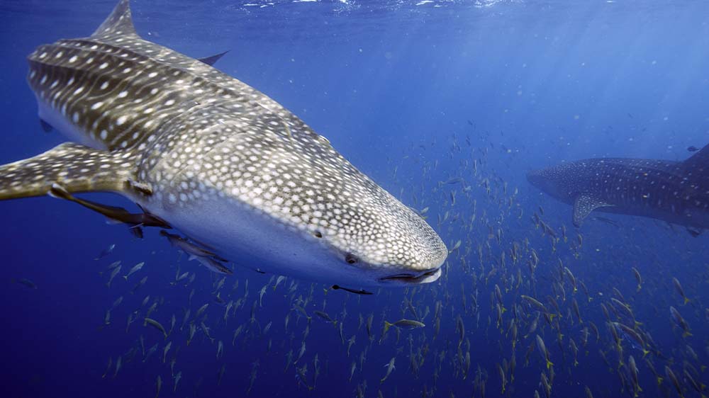 Nur im Roten Meer tauchen Walhaie über 1.000 Meter tief