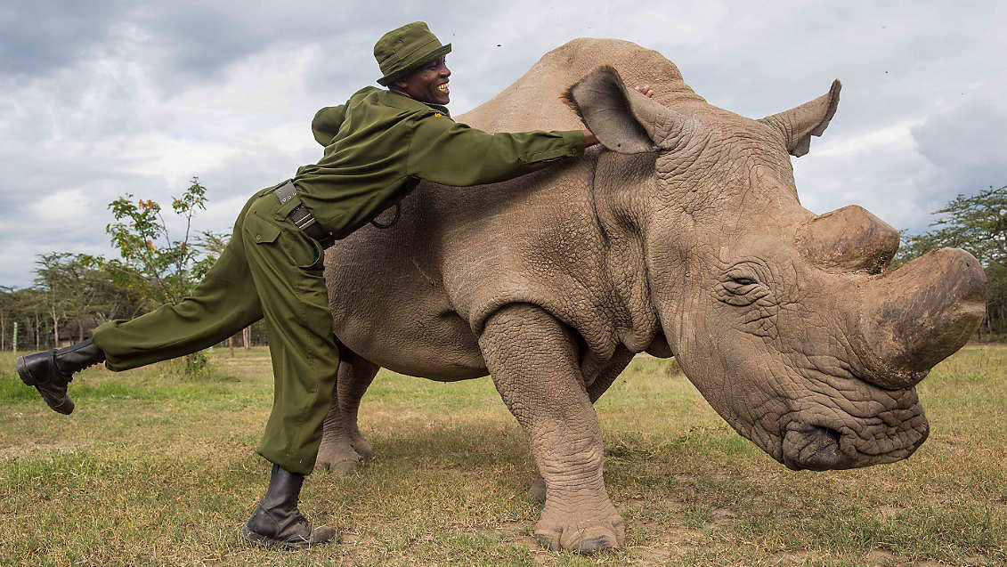 Der letzte Nördliche Breitmaulnashornbulle „Sudan“ genießt die besondere Pflege seines Betreuers. Inzwischen ist er und damit die Art ausgestorben – falls Wissenschaftlern nicht nur ein Klonversuch gelingt