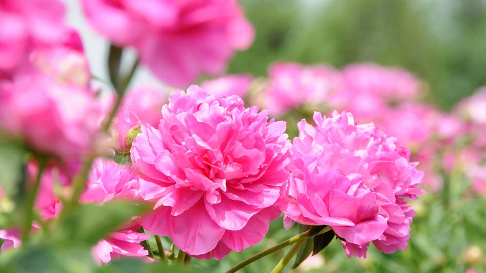 Zu Pfingsten blühen die Rosen