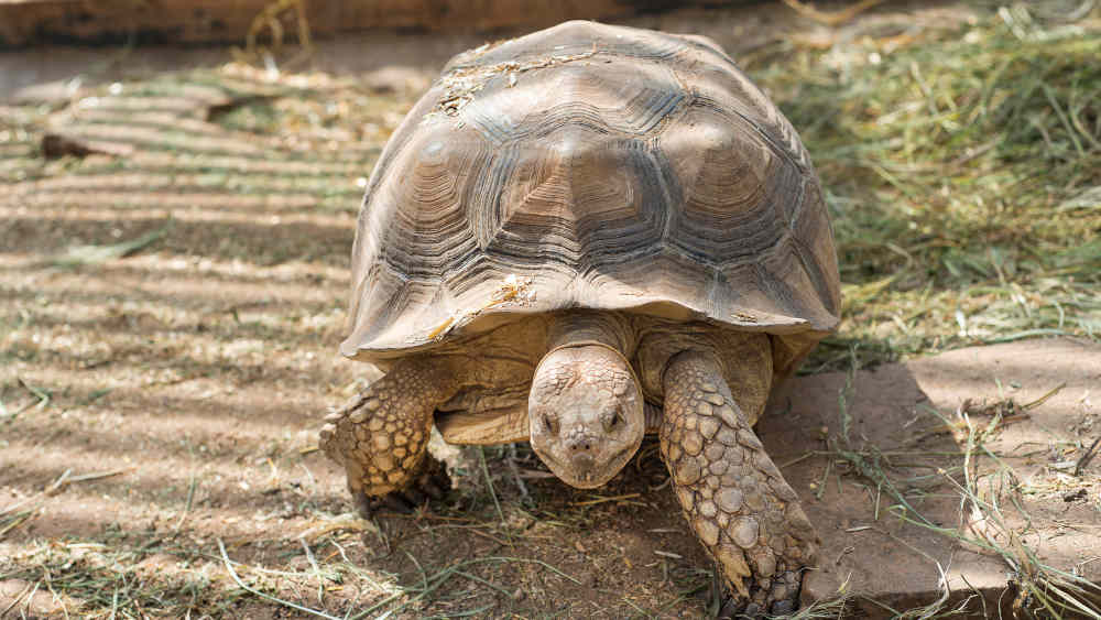 Die Spornschildkröte ist die drittgrößte Landschildkröte der Welt 