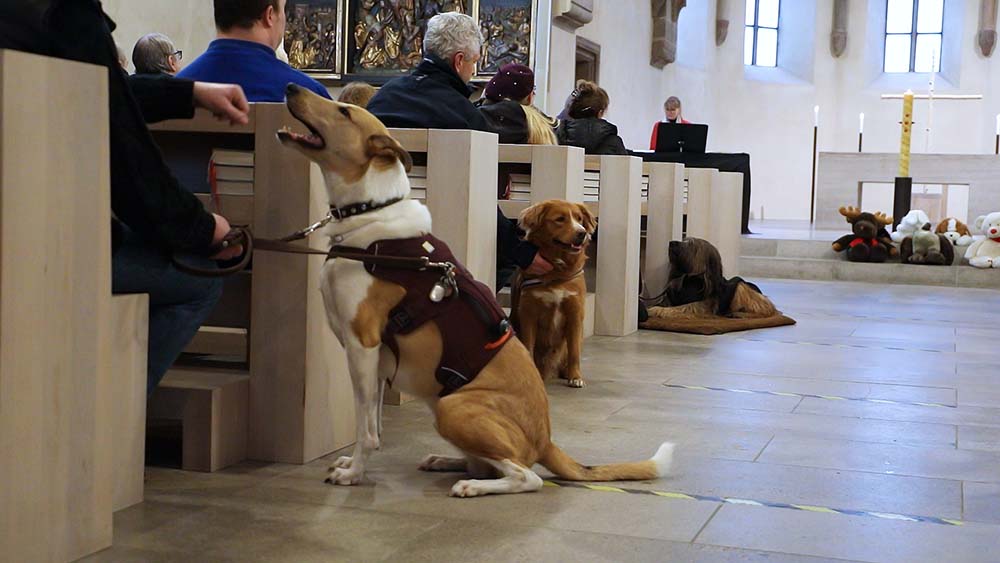 Image - Nürnberger Tiergottesdienst: Vier Pfoten für ein Halleluja