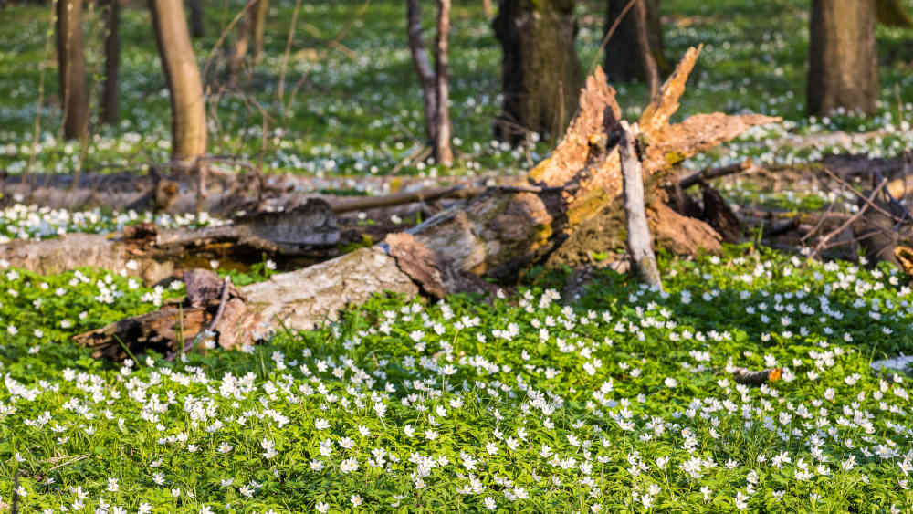 Image - Im Waldboden herrscht das pralle Leben