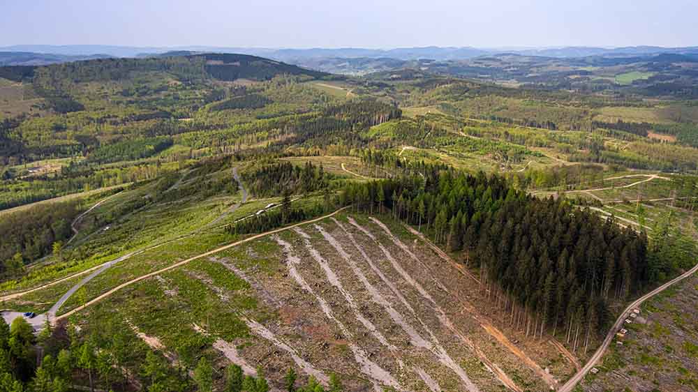 Um den Wald in Deutschland steht es schlecht