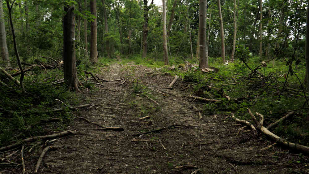 Der Waldboden ist durch Eingriffe des Menschen bedroht