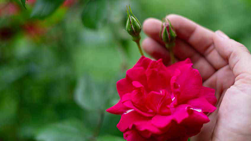 Rose mit Blüte und zwei Knospen: Eigenständig und doch untrennbar, wie das christliche Bild von Gott