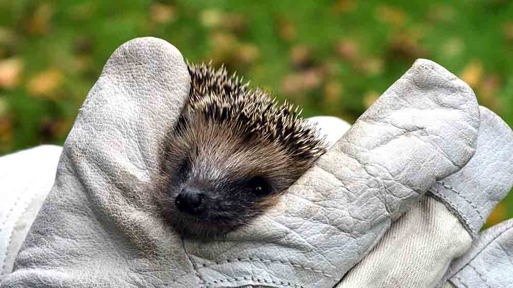 Junge Igel wie diesen schützt man am besten durch Vorsicht bei Gartenarbeiten