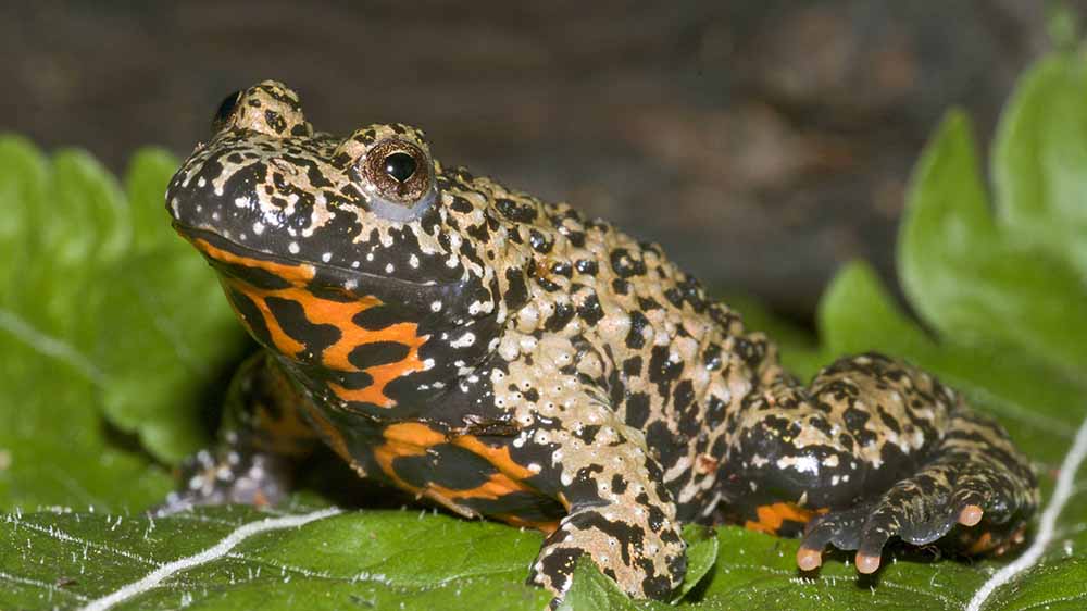 Woher die Rotbauchunke ihren Namen hat, lässt sich hier sehr schön erkennen