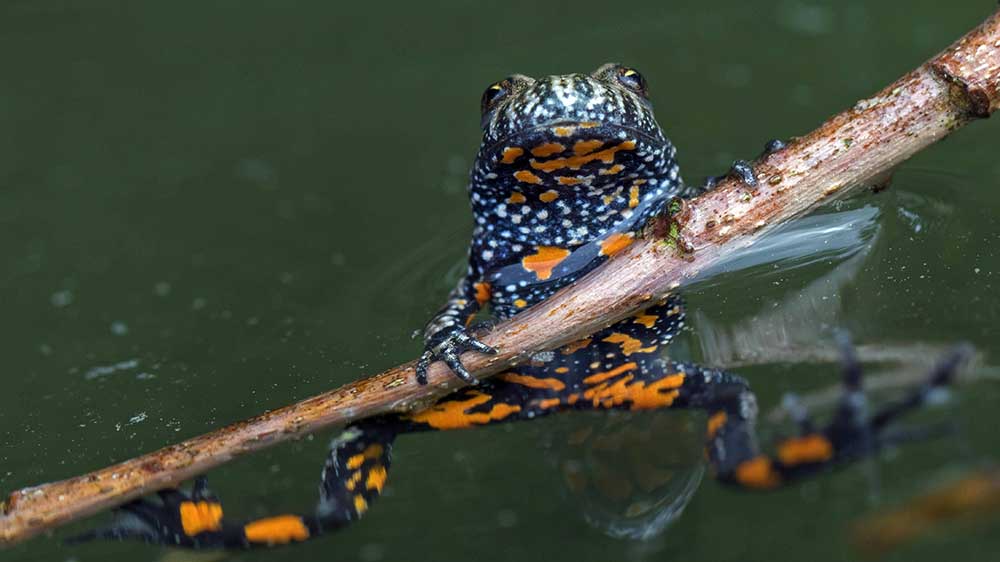 Image - Artenschutz: 1.000 Mini-Unken gegen das Aussterben