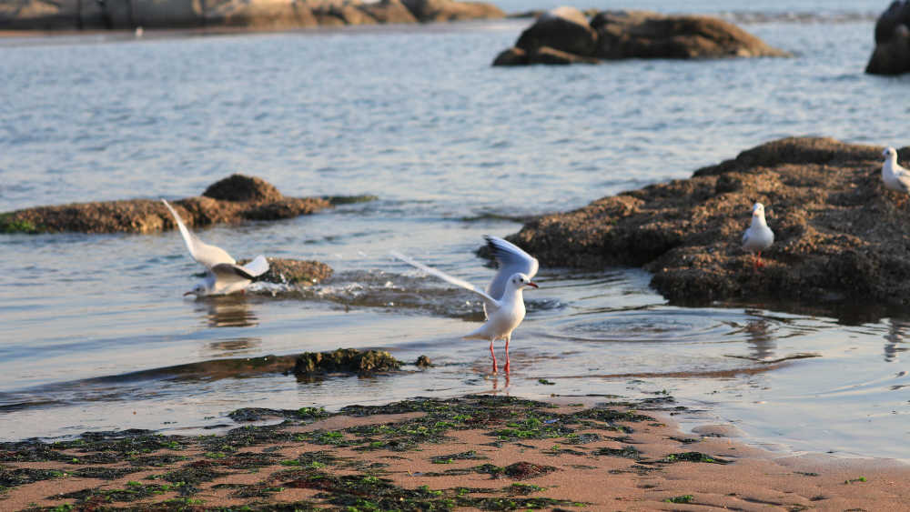 Image - Nordsee: Sommersturmflut zerstört Seevogelbrut