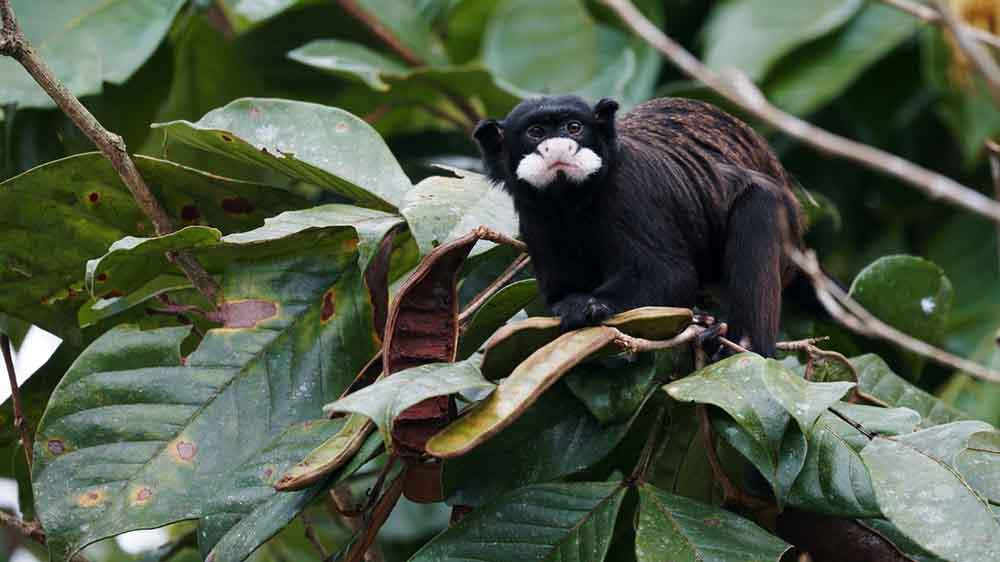 Dieser Schnurrbart-Tamarin scheint sich am Amazonas wohlzufühlen