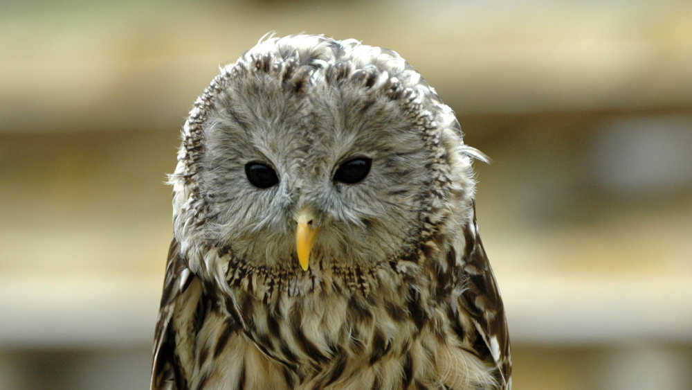 Image - Zum Tag des Naturschutzes: Deutschlands heimgekehrte Tiere