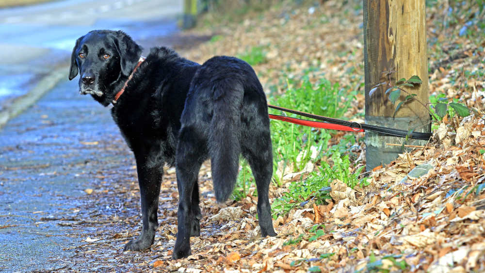 Tierhalter sollen sich künftig verpflichtend über den richtigen Umgang mit Hund und Katze informieren müssen