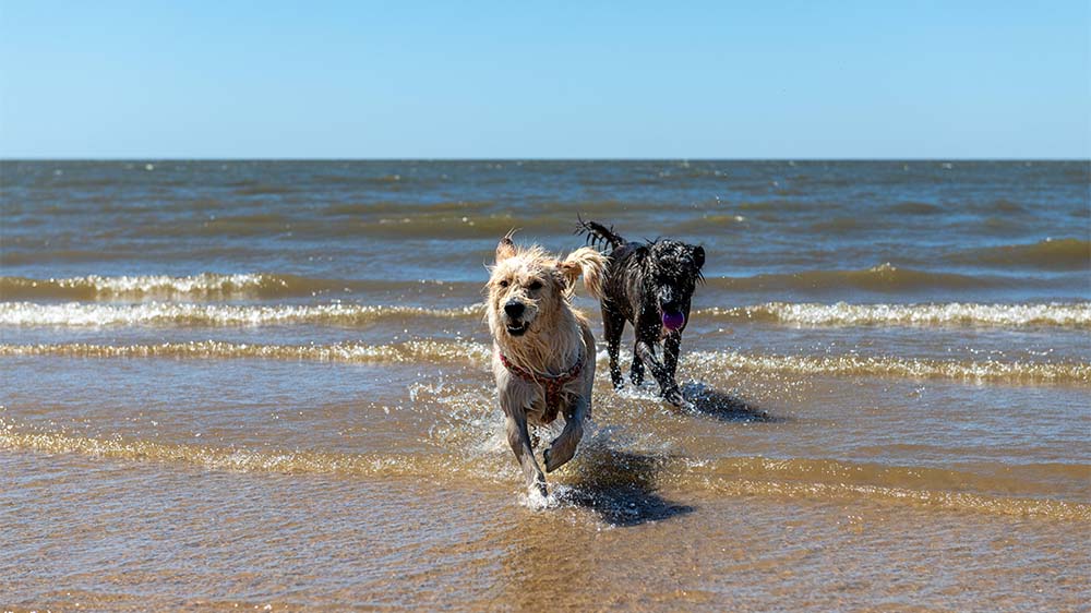 Die lieben Kleinen brauchen auch mal Urlaub. Dafür gibt es ab einige Dinge zu beachten