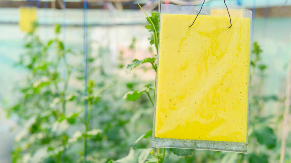 Der bayerische Naturschutzverband LBV rät zu alternativem Gärtnern