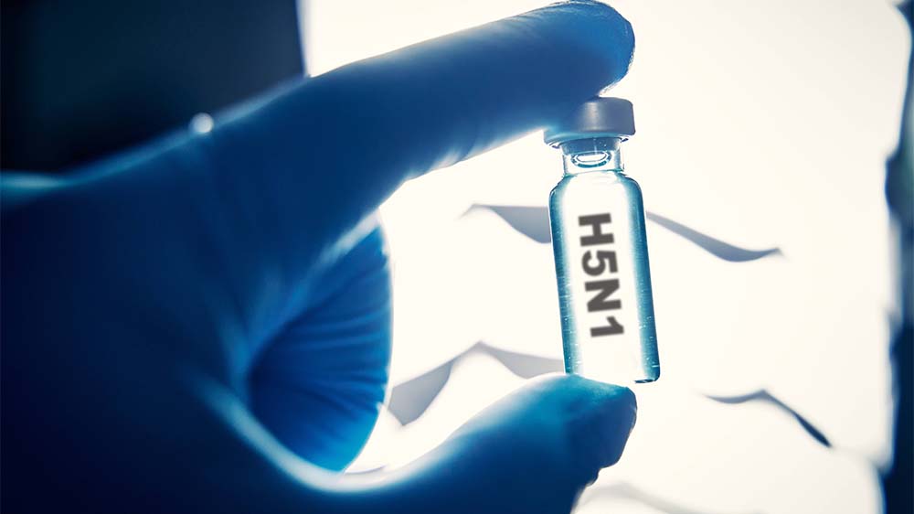 In den USA infizieren sich Kühe mit dem H5N1-Virus und stecken Menschen an