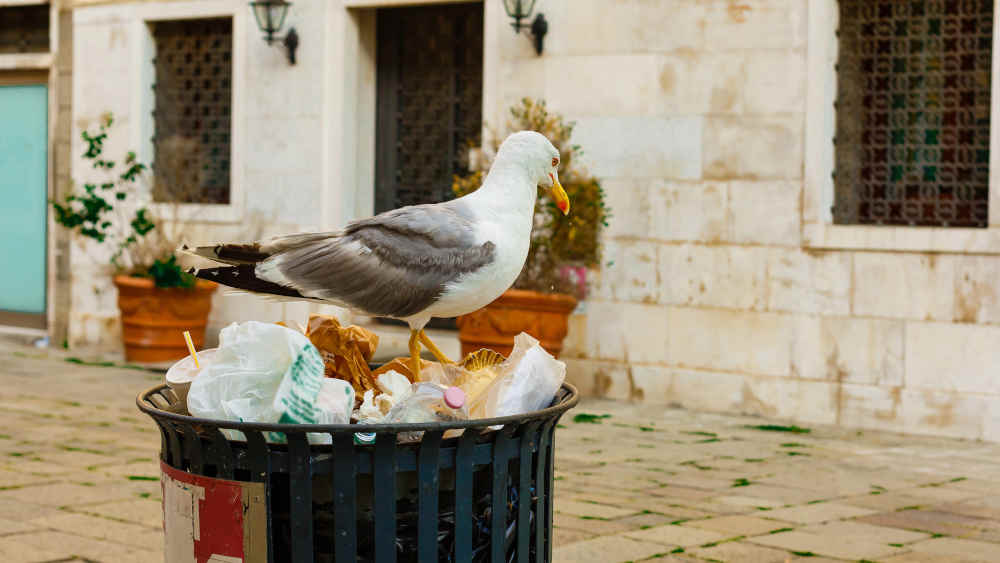Rom hat ein Problem mit Möwen (Symbolbild)