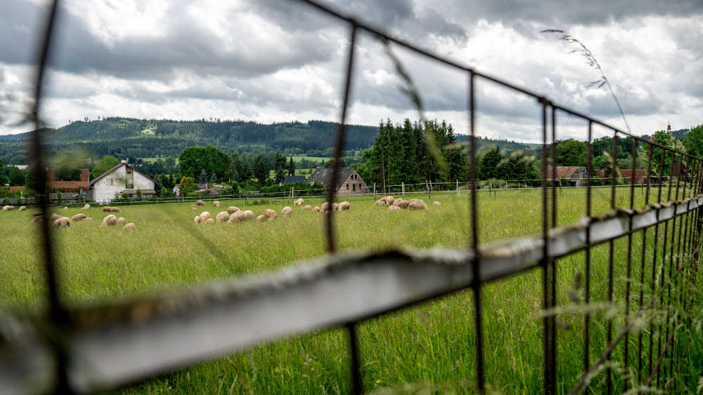 Der Förderverein der Deutschen Schafhaltung fordert wolfsfreie Zonen