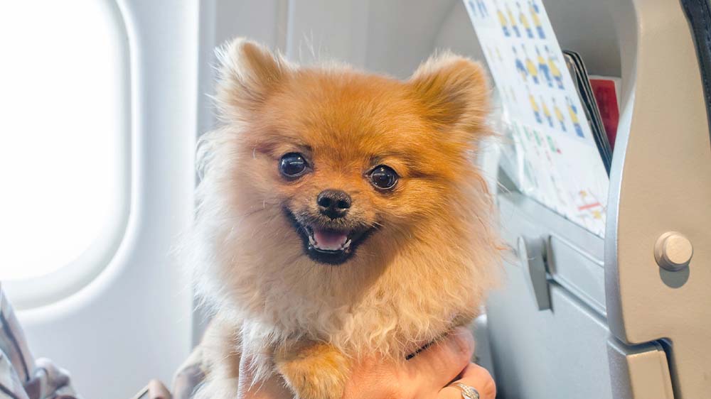 Flugreisen mit Hund sollten gut überlegt sein