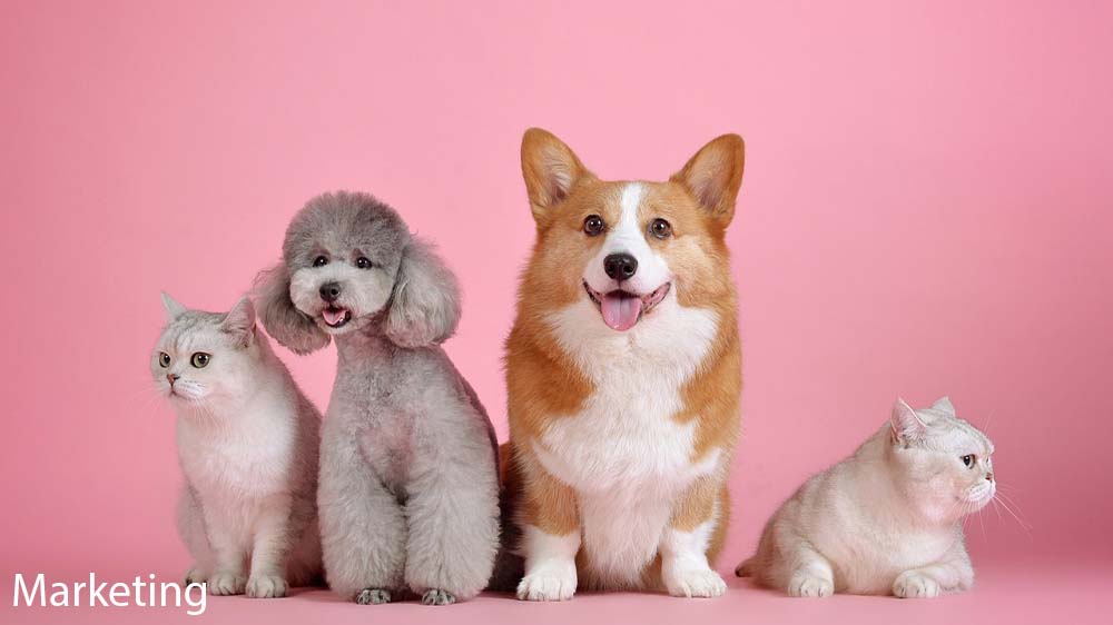 Hund, Katze und Co.: Wie werden Haustiere am besten versichert?